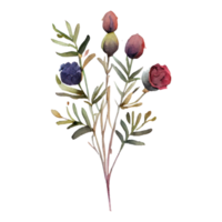 watercolor flower illustration png