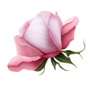 Illustration von Aquarell Rosen png