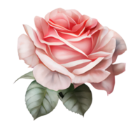 ilustración de acuarela rosas png