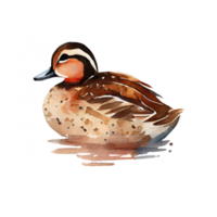 Clásico acuarela Pato png