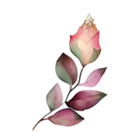 Illustration of watercolor roses png