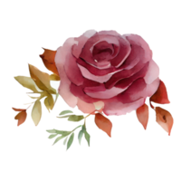 illustrazione di acquerello Rose png