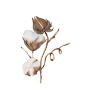 coton fleur brin bifurquer, botanique rustique coton boll pour mariage invitation, salutation carte png