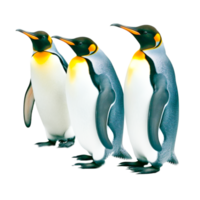 schattig hand- trek pinguïn vogelstand png