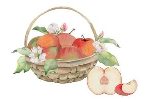 Hand drawn watercolor composition with apple fruits in basket, with branch and leaves, ripe, full and slices. Isolated on white background. Design for wall art, wedding, print, fabric, cover, card. vector