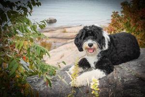 Portuguese Water Dog laying on a rock by a lake photo