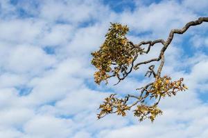 tree branch with leaves against a cloudy blue sky photo