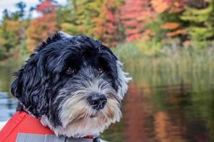 Portuguese Water Dog wearing a red life vest at a lake on an autumn day photo