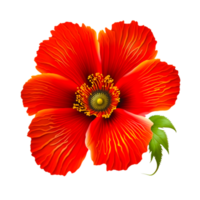 rouge coquelicot fleur gratuit icône png