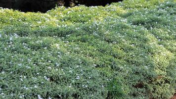 Formal Garden. A row of spherically trimmed lush juniper shrub hedges growing on lawn in the front of a row of fir trees photo