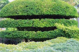 Formal Garden. A row of spherically trimmed lush juniper shrub hedges growing on lawn in the front of a row of fir trees photo