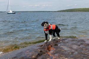 Dog wearing her life jacket on the shore of Georgian Bay photo