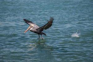 pelícano aterrizaje en el agua en Florida foto