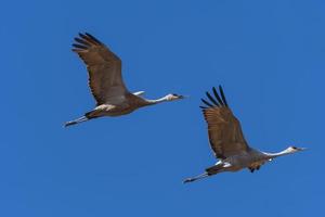 A Pair of Sandhill Cranes in Flight photo
