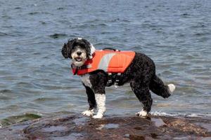 Dog wearing a life jacket on the shore of a lake photo