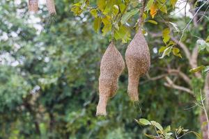 Baya weaver bird nest photo