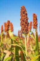 Sorghum or Millet field agent blue sky background photo