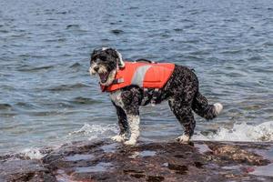 Dog wearing a life jacket on the shore photo