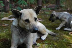 close up dark brown white dog siting on grass floor photo