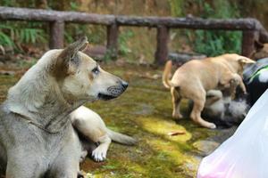 close up dark brown white dog siting on grass floor photo