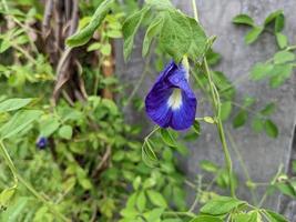 blanco, azul y rojo decorativo flor en el espalda yarda jardín. el foto es adecuado a utilizar para naturaleza antecedentes y contenido medios de comunicación.