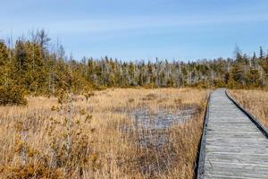 Boardwalk through the marsh photo