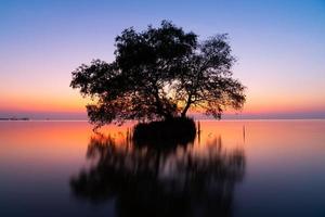 Mangrove apple tree and colorful sky in the morning photo