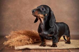 small dachshund puppy of black and tan color stands on brown background photo