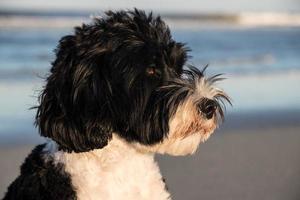 retrato de un negro y blanco portugués agua perro foto