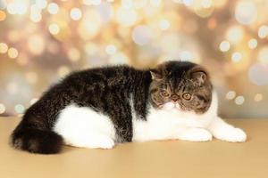 A beautiful exotic shorthair cat plays on the colorful festive background of the studio. photo