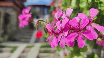 Close up of a pink flower between buildings in the old town of Sozopol video