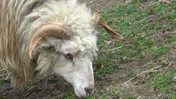 Wallachian sheep is grazing on the grass video