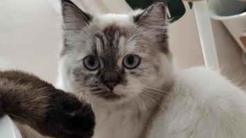 Close up view of cute furry cat with nice eyes resting indoors during the day after eating meal, cat lifestyle, beautiful tabby cat, pets are resting video