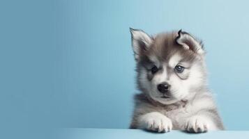Banner with Malamute puppy . . photo