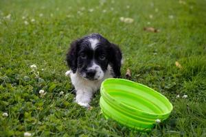 black and white puppy with a green bowl photo
