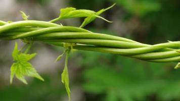 Long shoots of creepers of young decorative grapes in a summer garden video