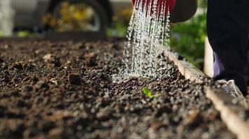 irrigazione il giardino nel il sera video