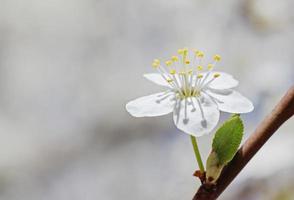 close up of white cherry tree blossom photo