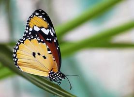 monarca mariposa en un planta foto