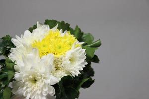 ramo de flores de amarillo y blanco crisantemo flores con gris antecedentes foto