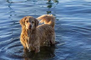 Dog standing in the water photo