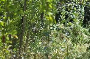 Garden and trees photo
