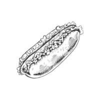 Hand-drawn sketch of  hot dog isolated on white background. Fast food illustration. Vintage drawing. Element for the design of labels, packaging and postcards. vector