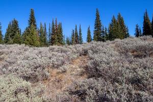 Sage bush and pine trees against a blue sky background photo