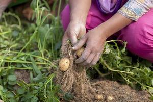 Roots full potatoes are showing a worker at Thakurgong, Bangladesh. photo