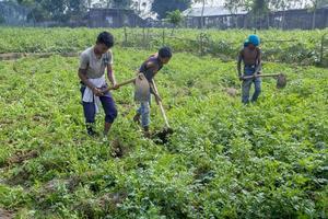 Bangladesh November 25, 2014 Some Local child farmers are in winter, potato gathering in their field at Thakurgong, Bangladesh. photo