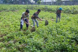 Bangladesh November 25, 2014 Some Local child farmers are in winter, potato gathering in their field at Thakurgong, Bangladesh. photo