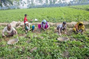 Bangladesh noviembre 25, 2014 en invierno algunos local agricultores son en patata cosecha campo a thakurgong, bangladesh foto