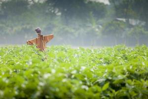 A scarecrow known as Kaktarua in Bangladesh in a Eggplant field in Thakurgaon, Rajshahi, Bangladesh. photo