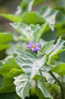 berenjena flor - flor de berenjena. foto